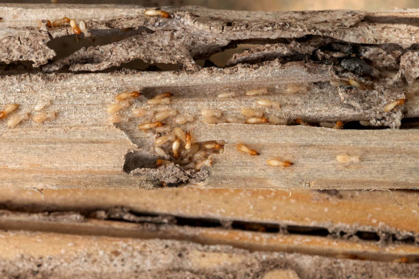 Best Wildlife Control Services  in Odenton, MD